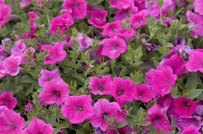 Petunia Surfi Big Burgundy