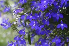 Lobelia Deep Blue