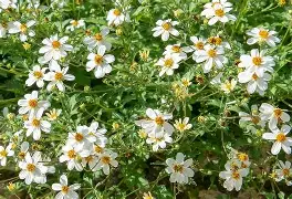 Bidens Pirate S Pearl