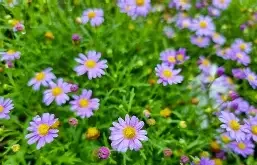 Brachycome Fresco Purple