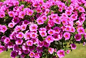 Calibrachoa Colibri Pink Flamingo