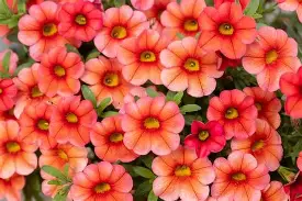 Calibrachoa Colibri Tangerine