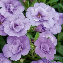 Calibrachoa Double Blue Bicolor