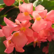 Begonia Dragon Wing Pink