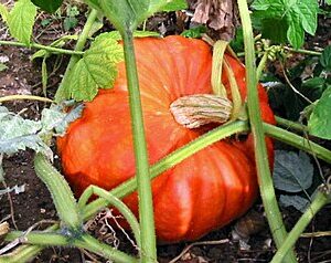 Potimarron A Gros Fruit