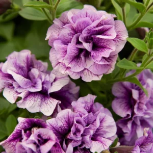 Petunia Tumbelina Priscilla