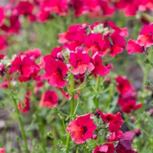 Nemesia Nesia Burgundy