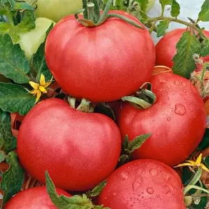 Tomate Rose De Berne