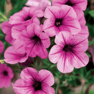 Petunia Surfi Big Vein Compact