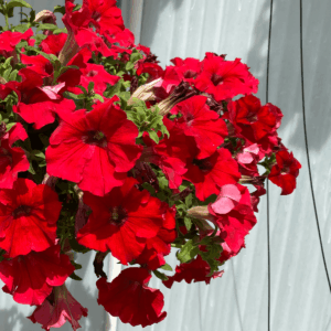 Petunia Surfi Big Red
