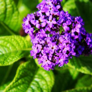 Heliotrope Blue Helios