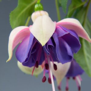 Fuchsia Jollies Variés