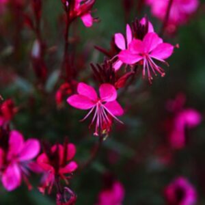 Gaura Compact Rose
