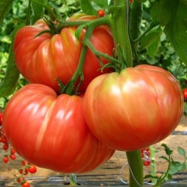 Tomate Potiron Écarlate
