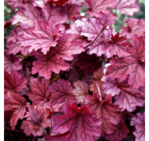 Heucheres World Caffe Variés