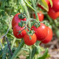 Tomate Brin De Muguet