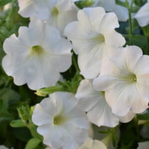 Petunia Surfi Snow