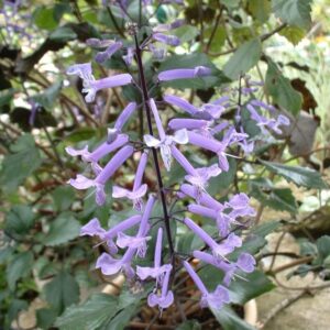 Plectranthus Mona Lavander
