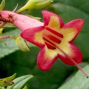 Phygelius Fushia Du Cap Rouge