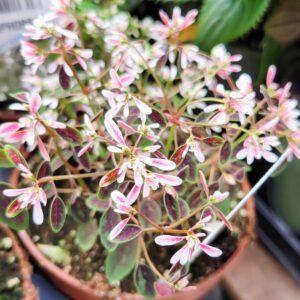 Euphorbe Starblast Pink