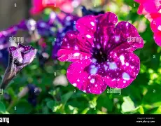 Petunia Constellation Virgo