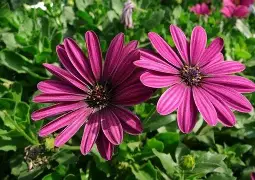 Osteospermum Variés