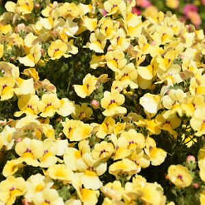 Nemesia Nesia Inca